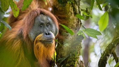 WWF saving endangered Orangutans