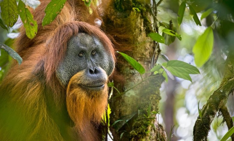 WWF saving endangered Orangutans