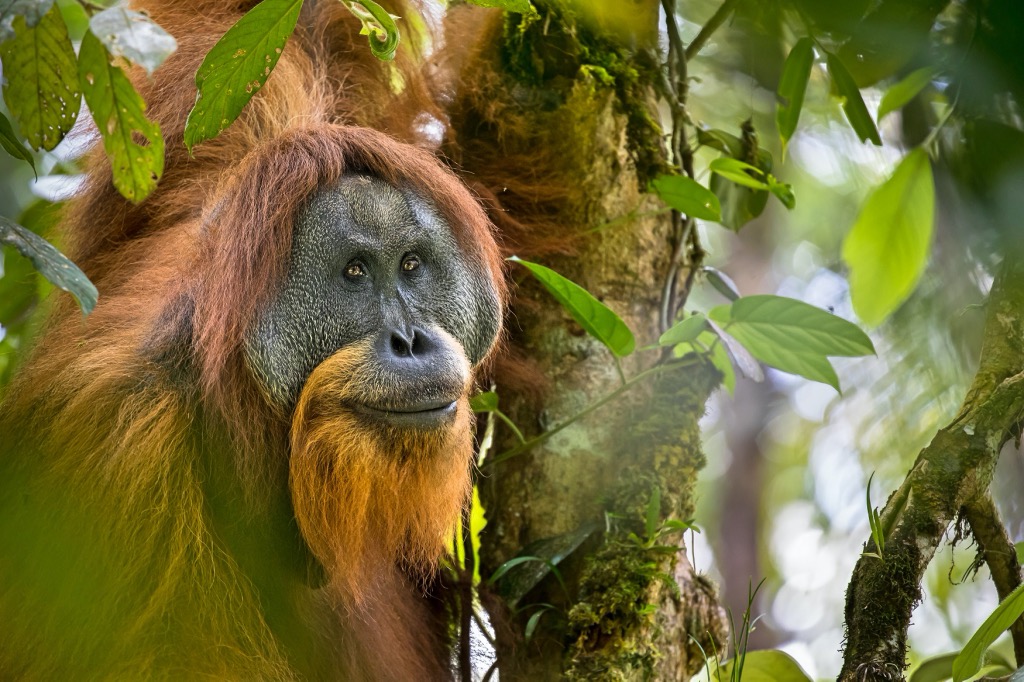 WWF saving endangered Orangutans