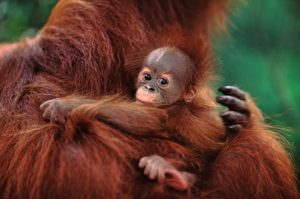 WWF saving endangered Orangutans